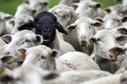 black sheep